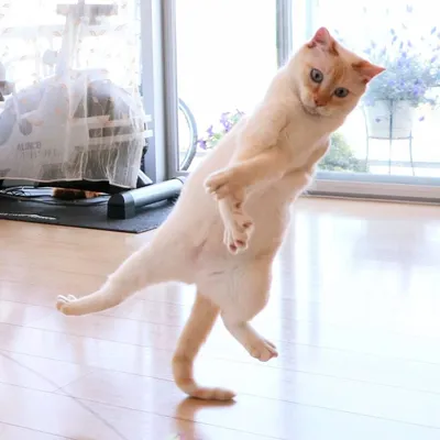 Танцующие коты - на это можно смотреть бесконечно!