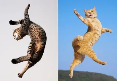 08 декабря — Мастер-класс «Танцующие коты» |