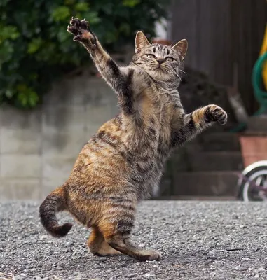 Танцующие коты. Обсуждение на LiveInternet - Российский Сервис  Онлайн-Дневников