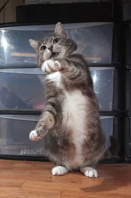 Мемы про кота который танцует (40 фото) » Юмор, позитив и много смешных  картинок