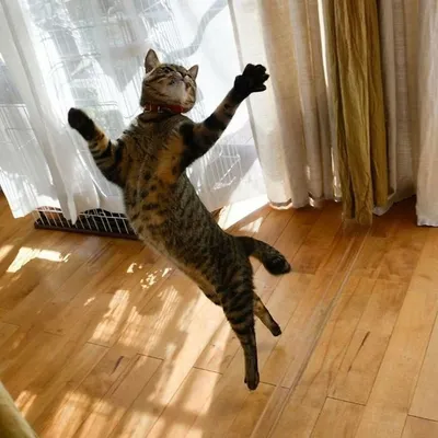 Танцующий кот - 65 фото