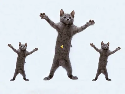 Танцующий кот - 73 фото