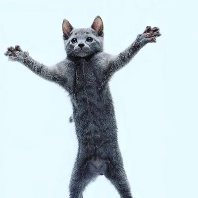 Kawaii танцующие кошки жесткая фотография Милая кошка Em0ji значок забавное  украшение подарок другу | AliExpress