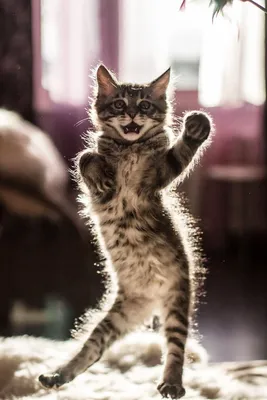 Танцующие коты | 🐶ПИТОМЕЦ.РУ🐱 | Дзен