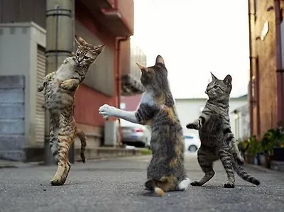 Танцующие коты носильщики гробов» — создано в Шедевруме