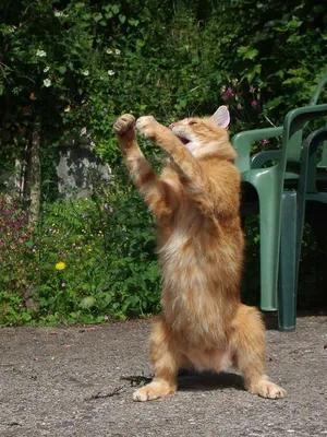 Рыжий кот танцует РЖАКА Red cat crazy dance - YouTube