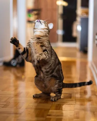 Бирманский кот Dance Portable Network Graphics GIF, танцующие животные,  млекопитающее, кошка Like Mammal, carnivoran png | Klipartz