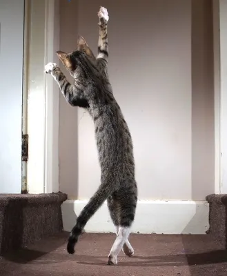Котики танцуют | Кошки, Открытки, Танцы