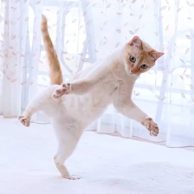 Танцующие кошки - 76 фото