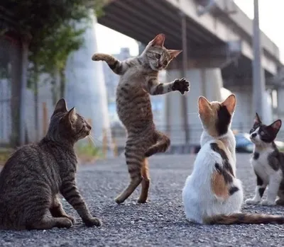 Кот и кошка танцуют танго, сцена, …» — создано в Шедевруме