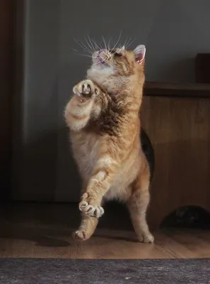 Танцующий котик - 69 фото
