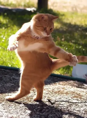 Создать мем \"танцующий котик гифка, танцующий кот мем, гифка котик танцует\"  - Картинки - Meme-arsenal.com