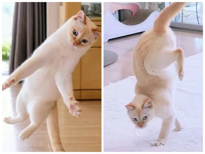Танцующие Кошки» - Афиша - РИАМО в Балашихе