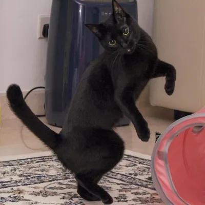 Кот из Японии танцует намного круче, чем многие люди » BigPicture.ru