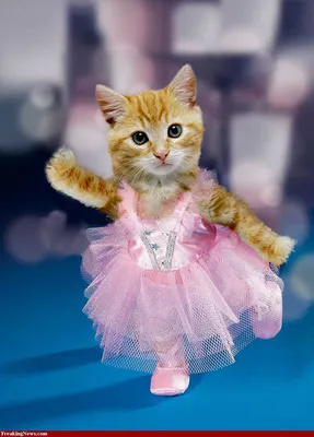 Забавно, кот волос по цене и танцует Стоковое Изображение - изображение  насчитывающей мило, стоять: 192912777