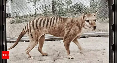 Тасманский тигр фото 