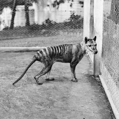 Remembering the Tasmanian Tiger, 80 Years After It Became Extinct | Smart  News| Smithsonian Magazine
