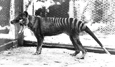 Lack Of Genetic Diversity May Have Doomed Tasmanian Tiger, Scientists Say :  The Two-Way : NPR