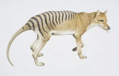 Scientists Collect First RNA From an Extinct Tasmanian Tiger | Smart News|  Smithsonian Magazine