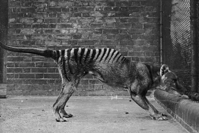 Tasmanian tiger could be saved from extinction | SYFY WIRE