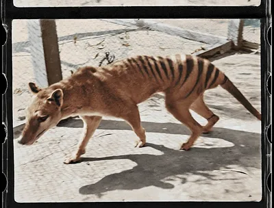 Tasmanian tiger sightings raise questions about extinct Australian predator  | CNN