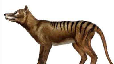 From pest to quest: how the Tasmanian tiger captured the imagination |  Tasmania | The Guardian