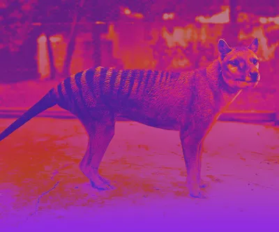 In A First, Scientists Recover Ribonucleic Acid From Extinct Animal Tasmanian  Tiger