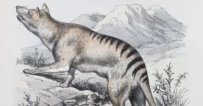 Is The Tasmanian Tiger Really Extinct? - JSTOR Daily