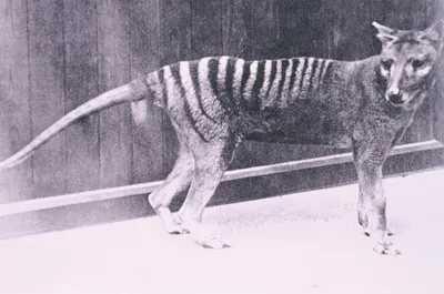 RNA recovered from extinct Tasmanian tiger | CTV News