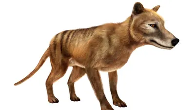 Colossal to De-Extinct the Thylacine, also known as the Tasmanian Tiger, an  Iconic Australian Marsupial That Has Been Extinct Since 1936 | Business Wire