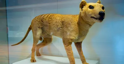 Are Scientists Trying to Clone the Tasmanian Tiger? Details