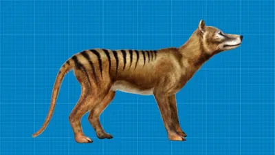 The Tasmanian tiger - an extinct treasure