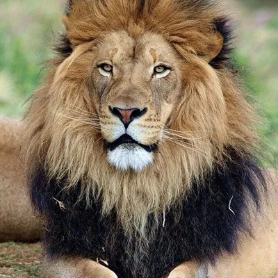 Тату лев с короной на руке для мужчин: символ силы и власти - tatpix.ru