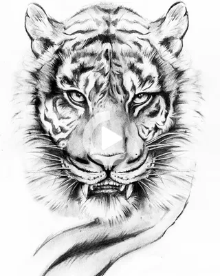 Что означает тату тигра на плече девушек? Значение татуировки тигра на зоне  для мужчин