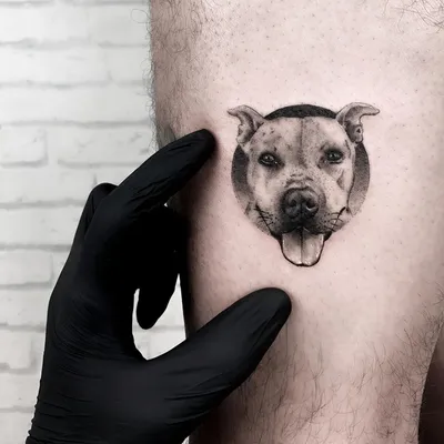 Тату в стиле реализм в виде собаки фото работ в каталоге тату салона в  Москве