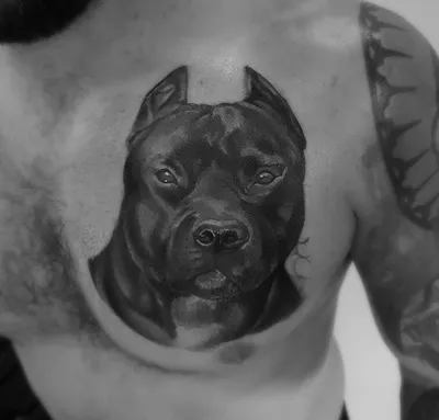 Татуировка женская реализм на лопатке собаки - мастер Александр Pusstattoo  6219 | Art of Pain