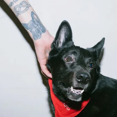 Порочная собака тату-наклейки для мужчин, стойкая татуировка, искусство,  Временные татуировки, водостойкая татуировка на руку волка, панк, бульдог,  искусственная татуировка | AliExpress