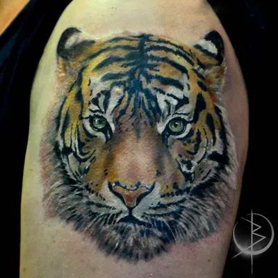 Тату тигр (179 фото) - значение татуировки, эскизы 2024
