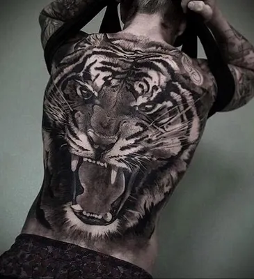 Красивая фотография тату тигра на спине в формате webp | Тату тигра на спине  Фото №518254 скачать