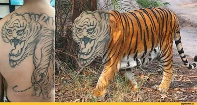 Тату тигр в студии Маруха – значение и виды татуировки с тигром, подойдут  ли вам?