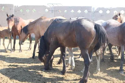 Восстановление лошадиного поголовья | Астраханские булгары