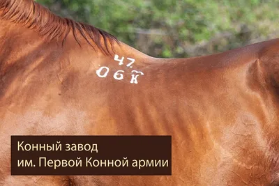 Таврение лошадей Элитара ведётся в соответствии с правилами, принятыми для  европейских племенных союзов и самостоятельных коневодческих хозяйств,... |  By Gestüt ElitaR | Facebook