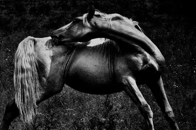 Характеры Территории. Гагара. ⠀ Она одна из последних лошадей, которые  гордо носят на своём боку знаменитое тавро из двух букв З. Это… | Instagram