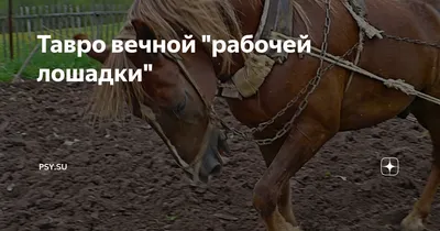 13 ноября 2023 года,угнали табун лошадей, 56 голов. С кизильского района,  посёлка Ерлыгаса. Кто видел, сообщите пожалуйста.. | ВКонтакте
