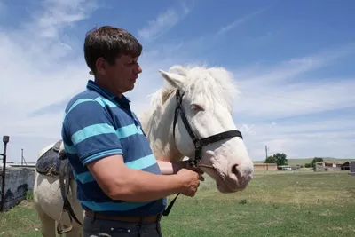 Отбор универсальной породы казахских лошадей степного типа для селекции -  Аграрная социальная сеть