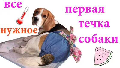 Трусы для собак во время течки многоразовые \"Ночка\" - купить с доставкой по  выгодным ценам в интернет-магазине OZON (240588917)