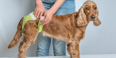 Течка у собак: сколько длится, поведение собаки, вязка | PetGlobals.com |  Дзен