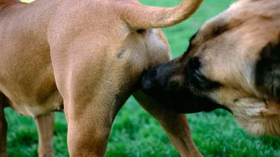 Вязка собак: когда происходит, инструкции и правила для владельцев