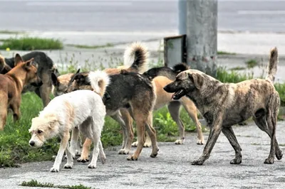 Трусики для собак защитные во время течки, размер S-M, обхват талии  32-39см, черные, 23492, TRIXIE