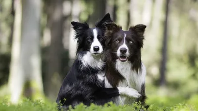 Трусы для собак во время течки - купить с доставкой по выгодным ценам в  интернет-магазине OZON (606633868)